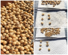 Recomendaciones sobre Granos y Semillas de Soja