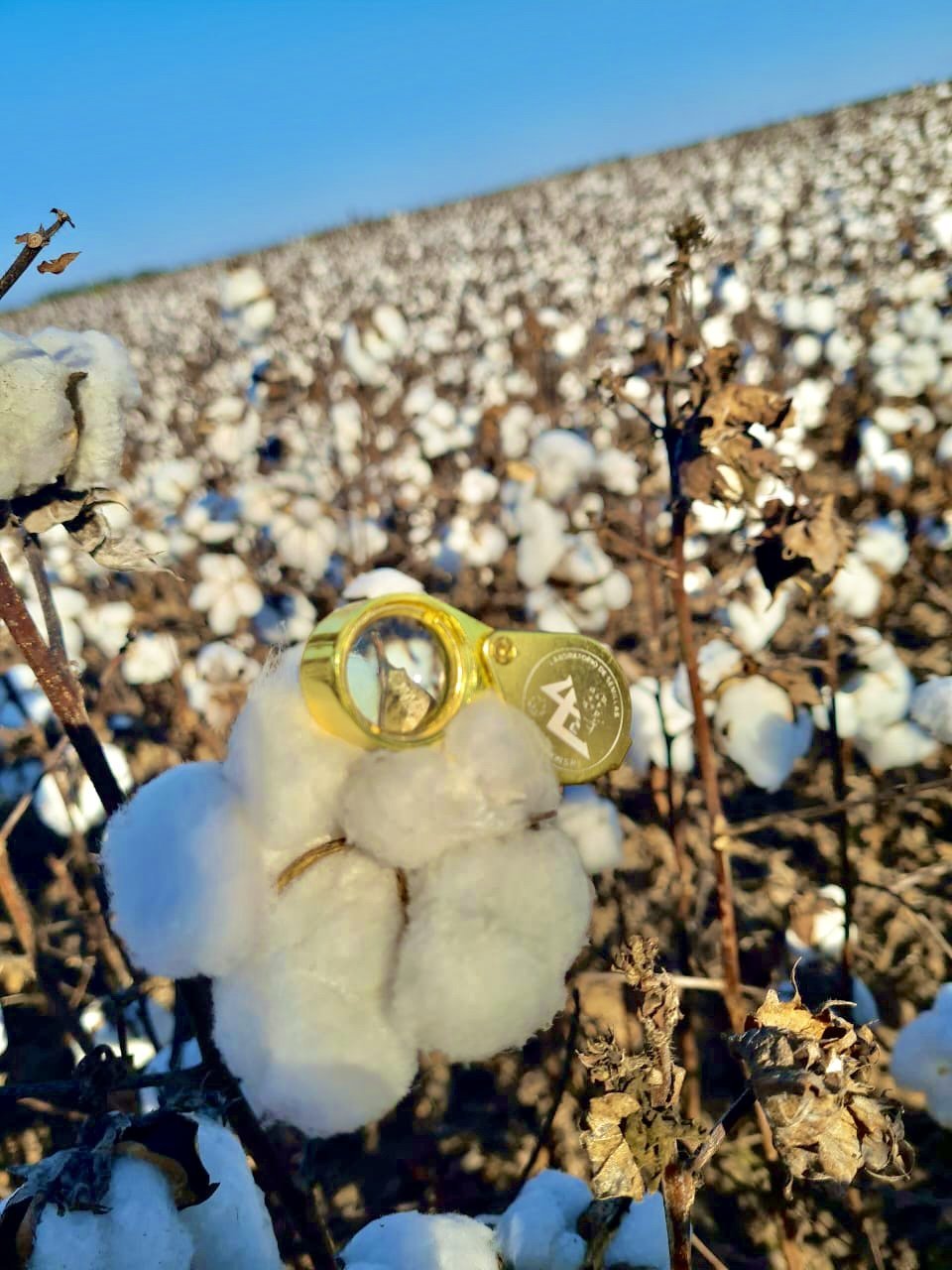 Algodón - Análisis