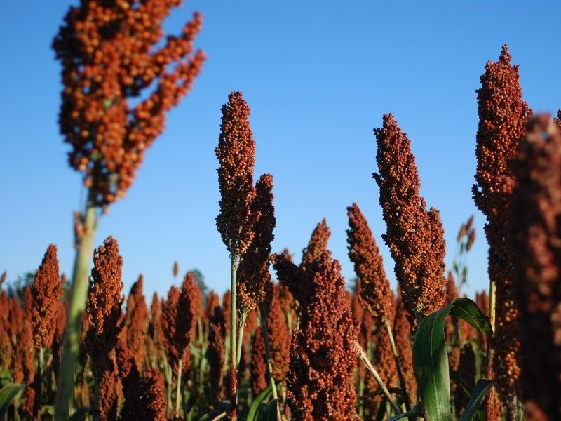 Sorgo